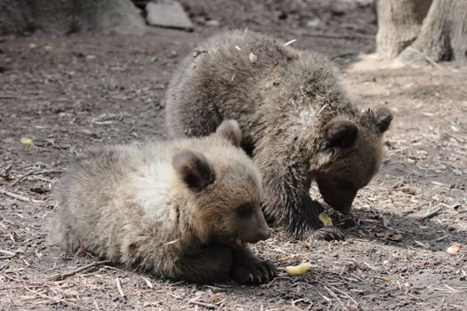 little bear in a zoo