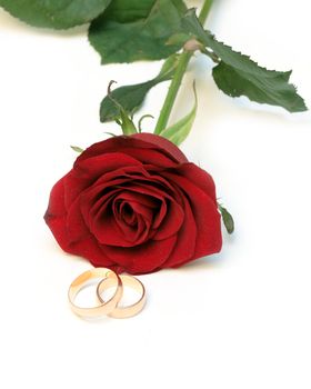 Red rosa with gold rings