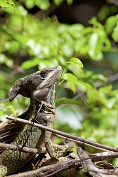 Striped Basilisk in the rainforest in Manuel Antonio, Costa Rica