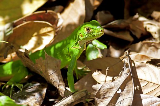 Juvenile green iguana among the leaves in Manuel Antonio national park