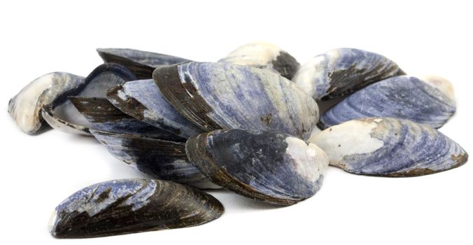 Empty shells of blue mussels