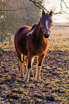 Chesnut horse backlit by the sun in a muddy field