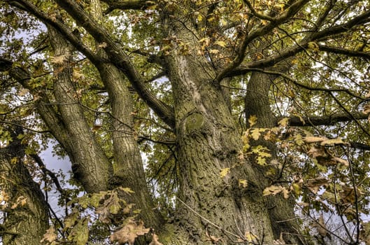 The photo shows branches of an old oak HDR.