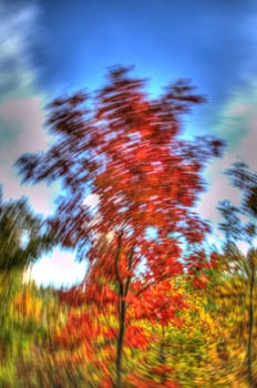 Photo shows the colorful autumn leaves, impression.