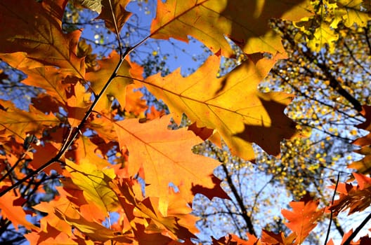 Photo shows the colorful autumn leaves.