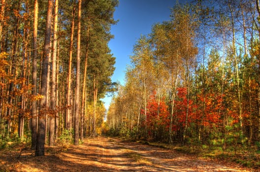The photo shows the way in a colorful autumn woods HDR.