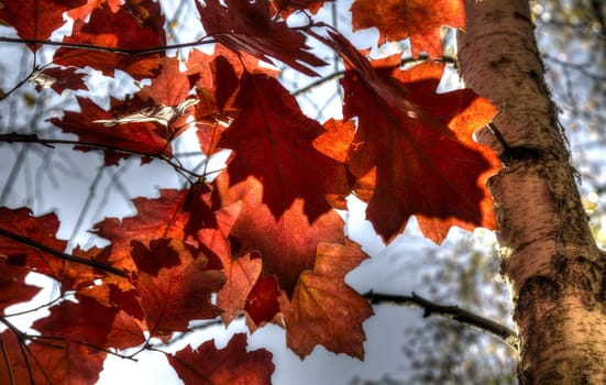 Photo shows the colorful autumn leaves.