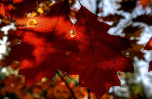 Photo shows the colorful autumn leaves.