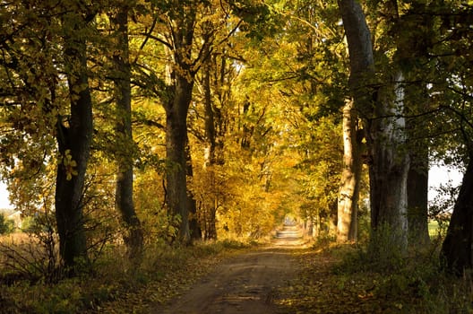 The photo shows the way in a colorful autumn woods.