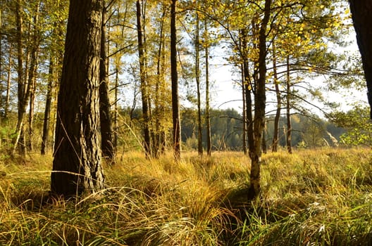 The photo shows the way in a colorful autumn woods.