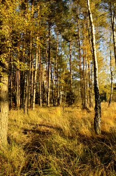 The photo shows the way in a colorful autumn woods.