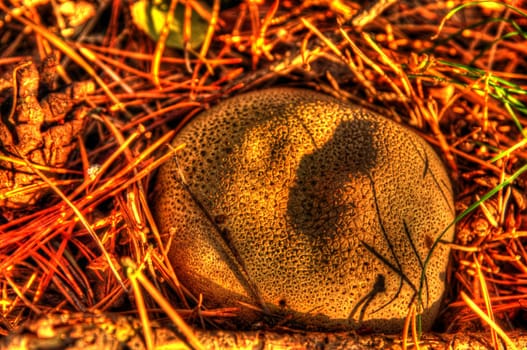 Photo shows the colorful autumn fuzz-ball HDR.