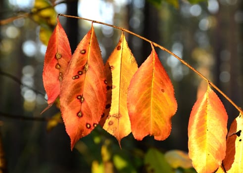 Photo shows the colorful autumn leaves.