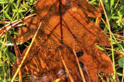 Photo shows the colorful autumn oak leaves.