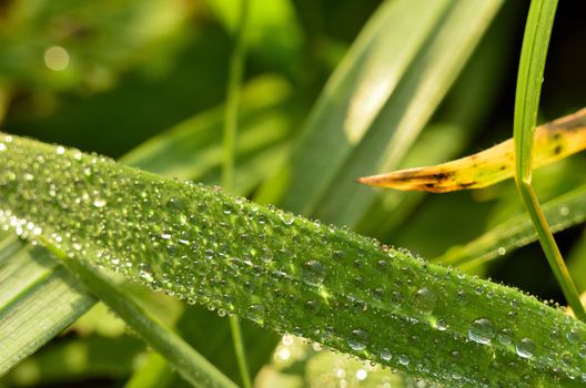 This photo present dew on blades of grass.