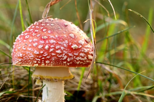 Photo shows the colorful autumn toadstool.