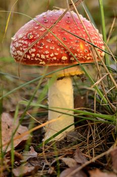 Photo shows the colorful autumn toadstool.