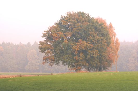 The photo shows the way in a colorful autumn woods.