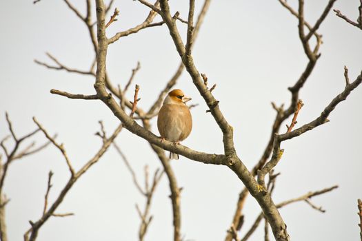 A hawfinch sitting on a tree