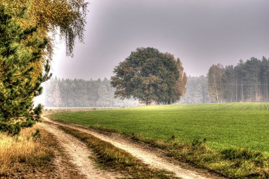 The photo shows the way in a colorful autumn woods HDR.