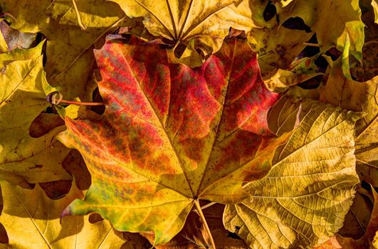 Photo shows the colorful autumn leaves.