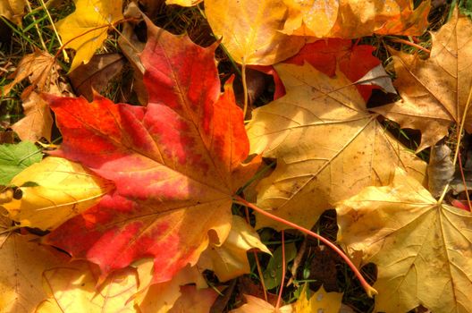 Photo shows the colorful autumn leaves.