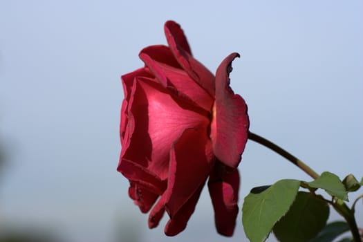 Close-up of pink rose in a garden.