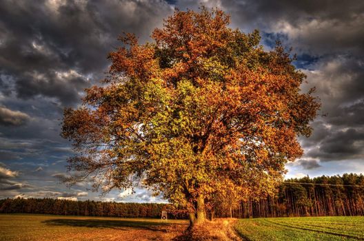 The photo shows the way in a colorful autumn woods HDR.