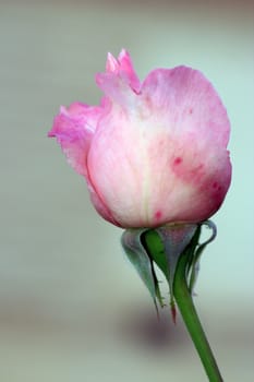 Close-up of pink rose in a garden.