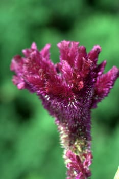 Beautiful pink cockscomb flower in Italy