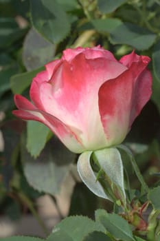 Close-up of pink rose in a garden.