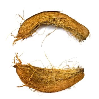 a coconut spathe on a white background