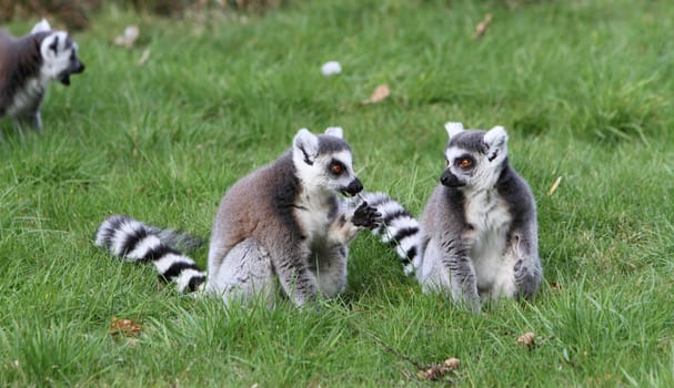 ring tailed lemur