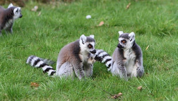 Ring tailed lemur