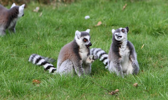 Ring tailed lemur