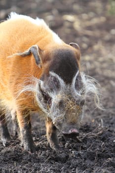 Red River Hog