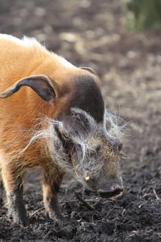 Red River Hog