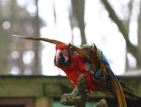 Scarlet Macaw preening