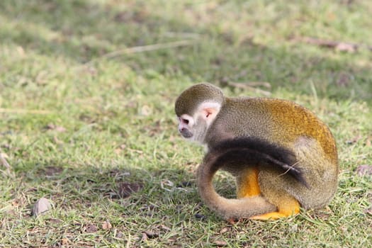 squirrel monkey