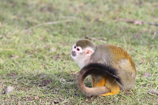 squirrel monkey