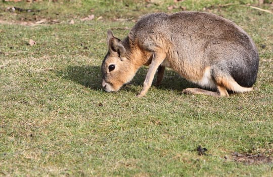Mara