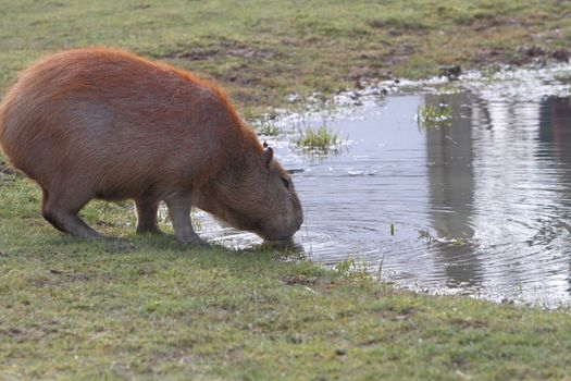 capybara