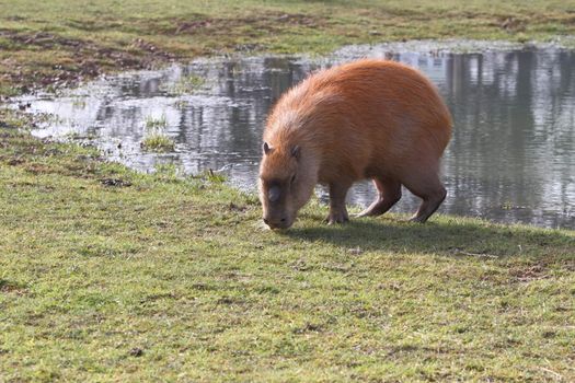 Capybara