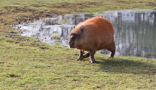 Capybara