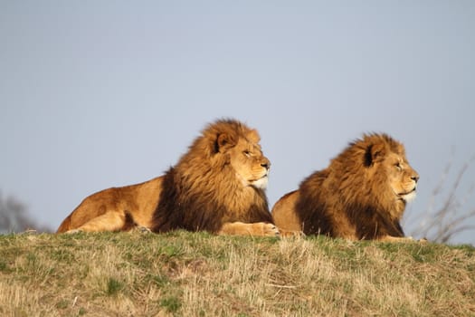 Male lions