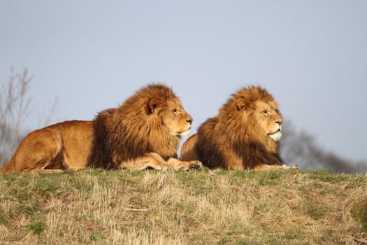 Male lions
