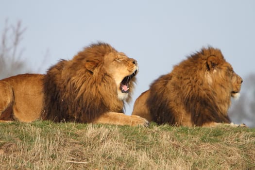 Male lions