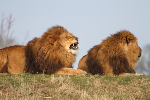 Male lions