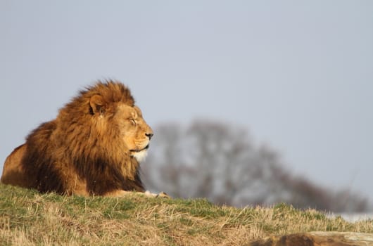 Male lion