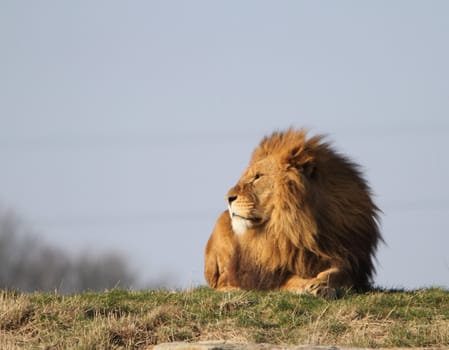 Male lion